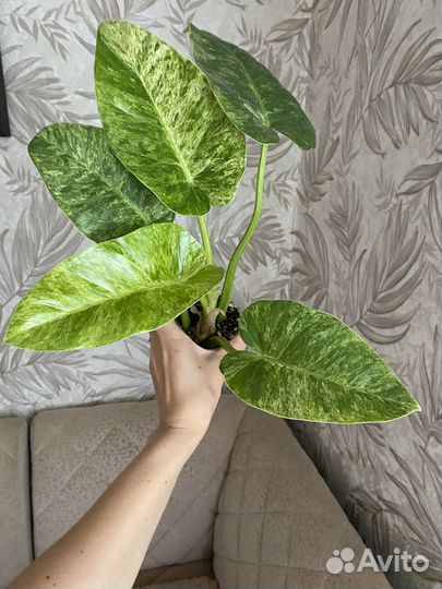 Филодендрон гигантум вариегатный