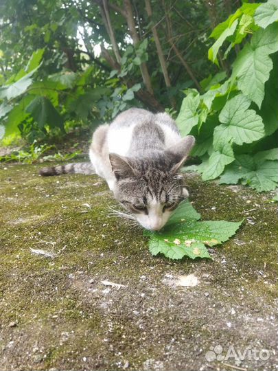 Котик в добрые руки