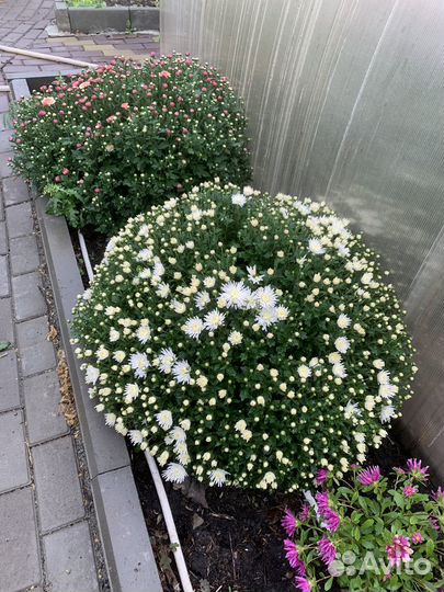 Хризантемы мультифлора