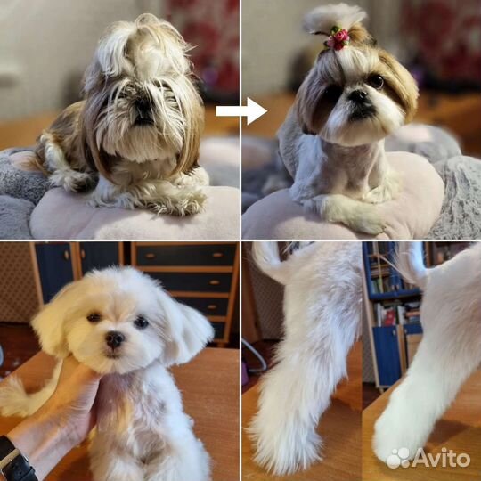 Грумер. Стрижки, вычес собак и кошек