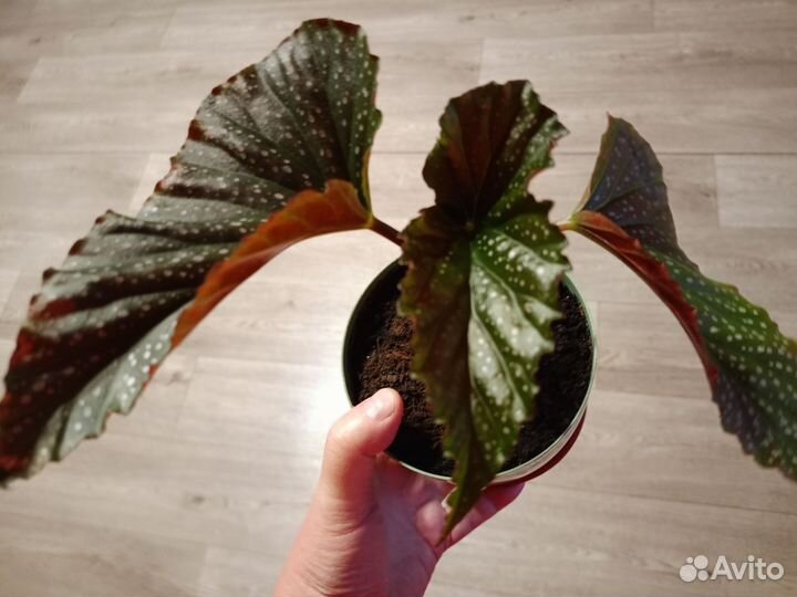 Бегония декоративно лиственная