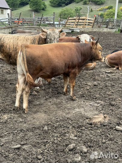 Бычки на мясо на племя на откорм