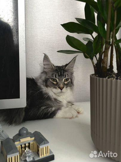 Котенок мейн-кун