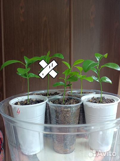 Мандариновое дерево