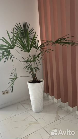 Пальма драцена