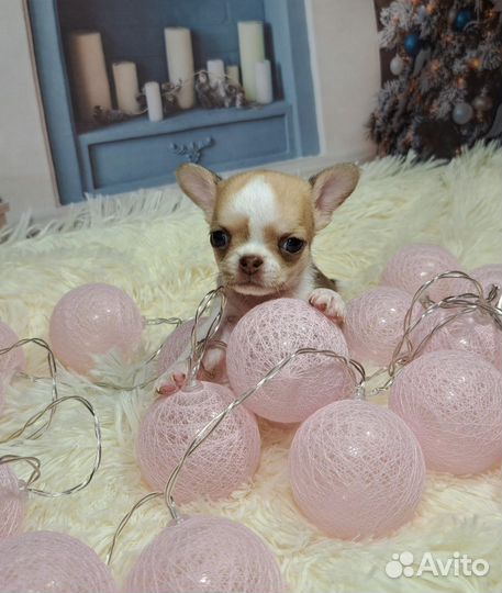 Мини мальчик