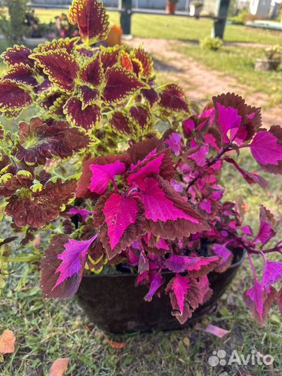 Композиция из колеусов в горшке