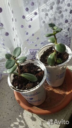 Красула толстянка