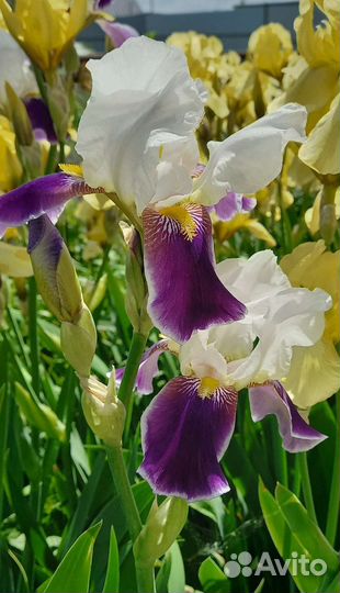 Ирисы