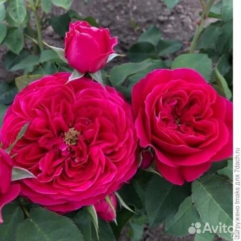 Роза английская Дарси Бассел (Darcey Bussel)