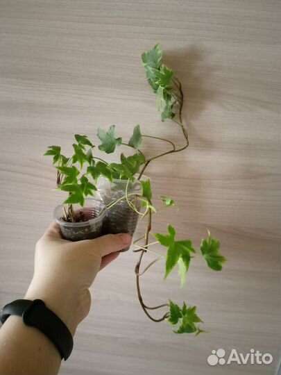 Комнатные растения