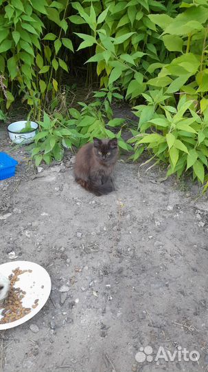 Котятки