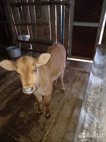 Продается телка и бычок