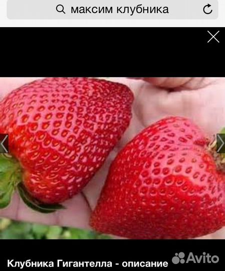 Рассада клубники