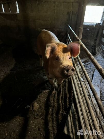 Супоросная свиноматка