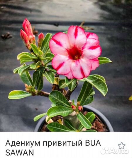 Адениум махровый привитый