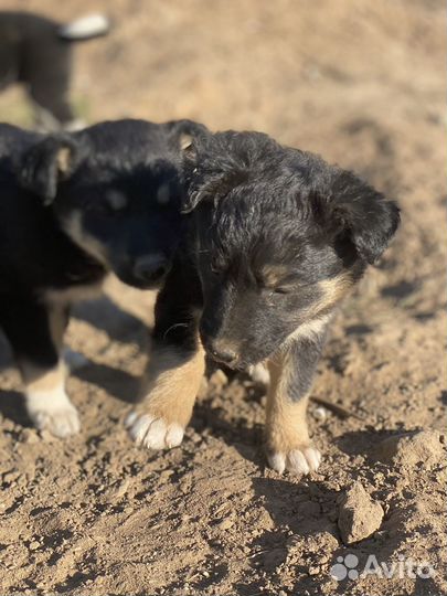 Собака в добрые руки щенок