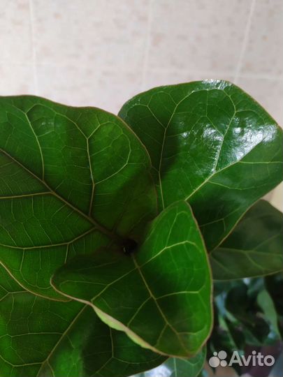 Фикус Лирата Бамбино 1,5 м