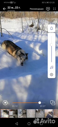 Отдам в добрые руки