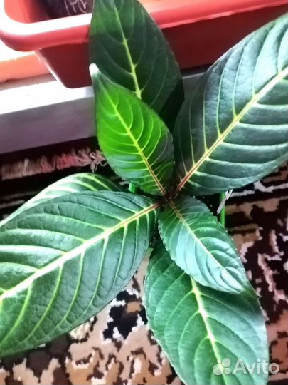 Комнатные цветы