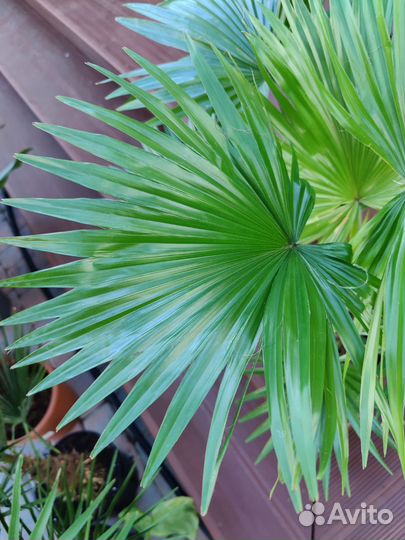 Пальма ливистона