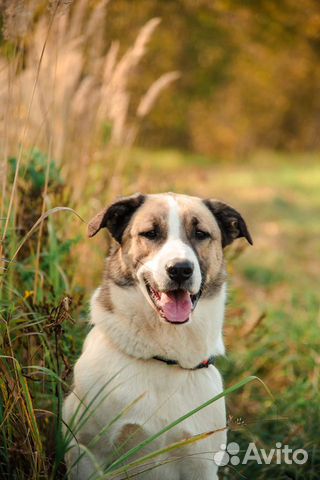 Шалли, плюшевый мишка, ищет дом