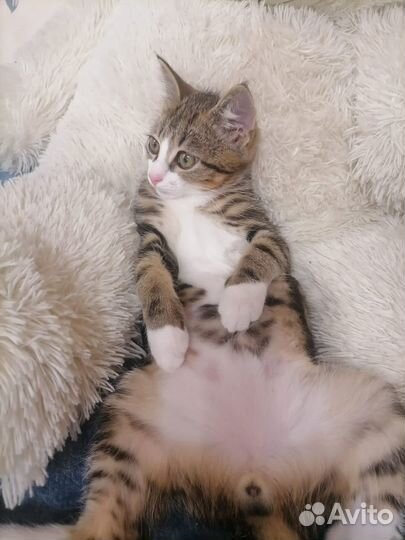 Котенок котик
