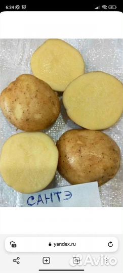 Картофель сантэ