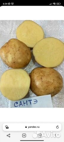 Картофель сантэ