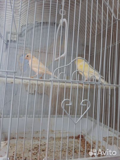 Кенара и канарейки