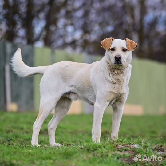 Собака Тобби метис лабрадора ищет самый лучший дом