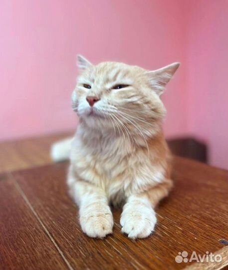 Абрикосовый Абрикос