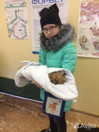 Кастрация стерилизация животных