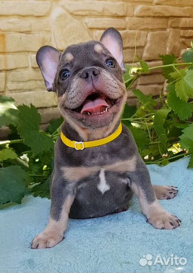 Французский бульдог щенки лиловый