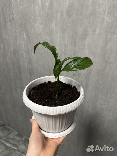 Комнатные растения цветы