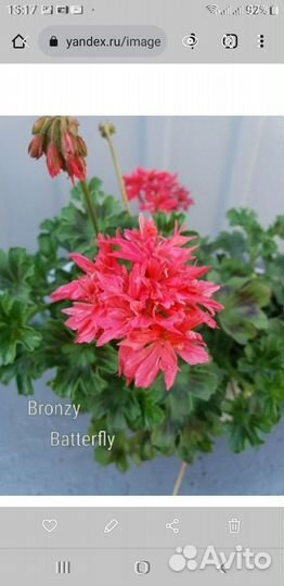 Пеларгония стеллары