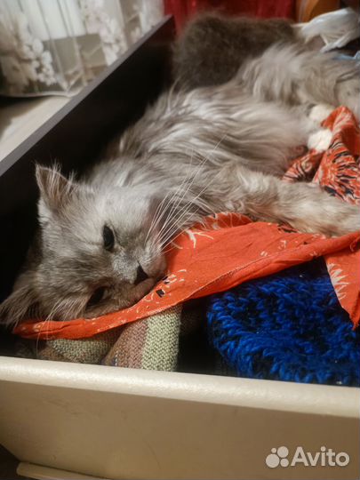 Передержка кошек