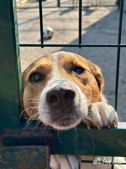 Умная и ласковая собака Веста