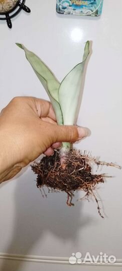 Сансевиерия муншайн