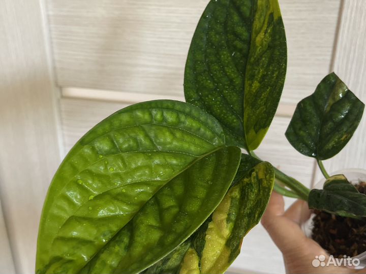 Монстера карстенианум