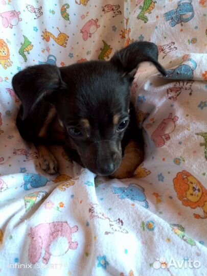 Мини Той-терьер - требуется хозяин