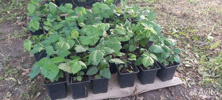 Саженцы ежевики