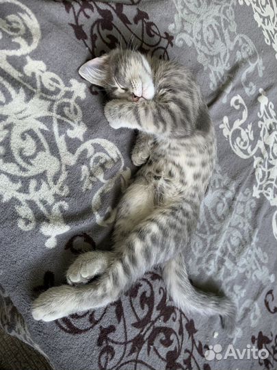 Кот в добрые руки