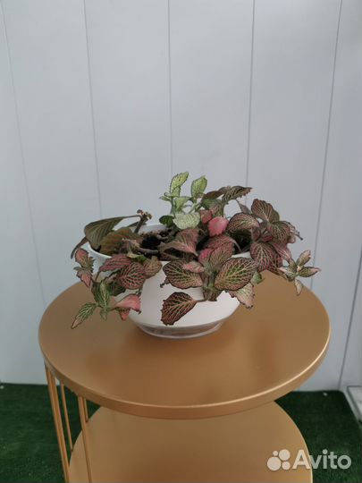 Фиттония микс