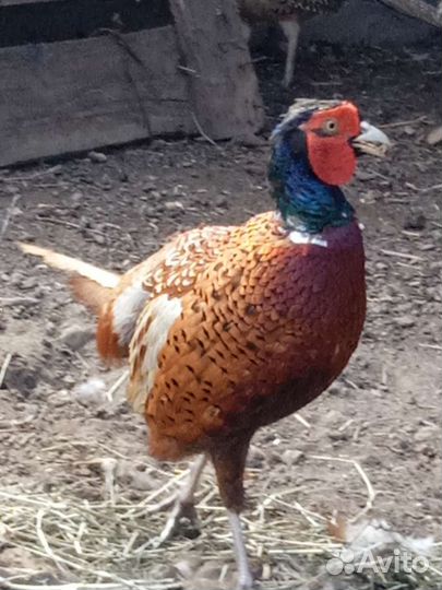 Семья фазанов