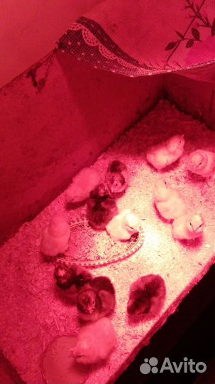 Цыплята несушек