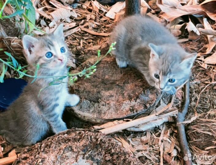 Кошка в дар