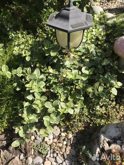 Растения для сада