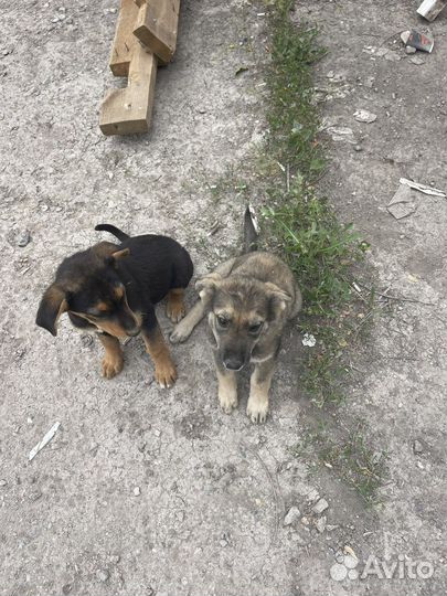 Собаки щенки бесплатно в дрбрые и любящие руки