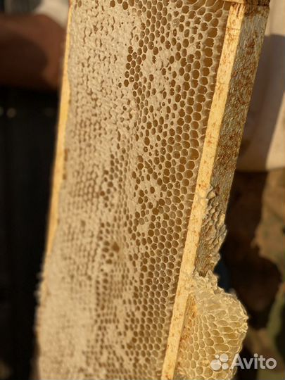 Мёд липовый, цветочный. Перга, прополис